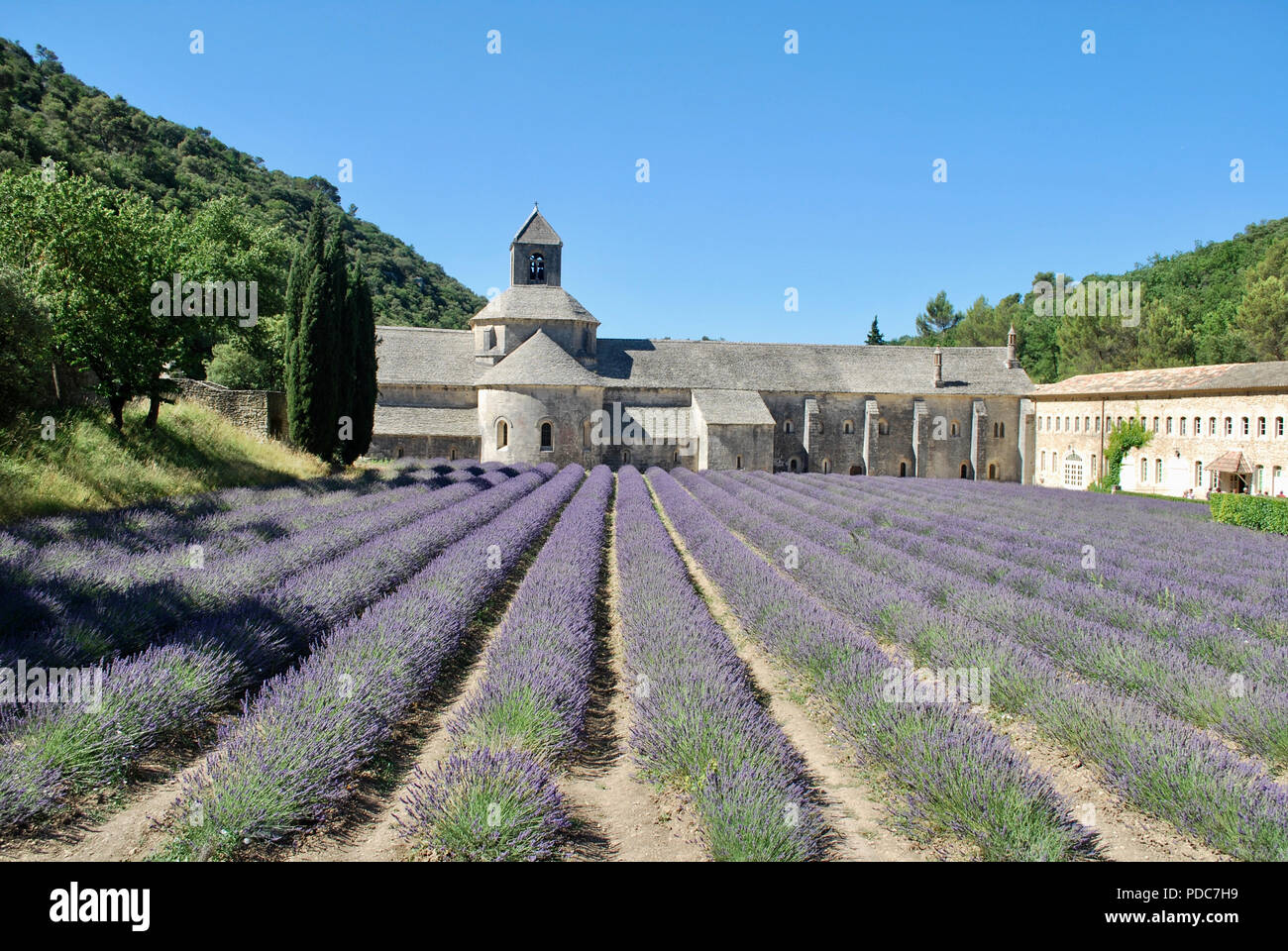 Champs de lavande à l'Abbaye de Sénanque Banque D'Images