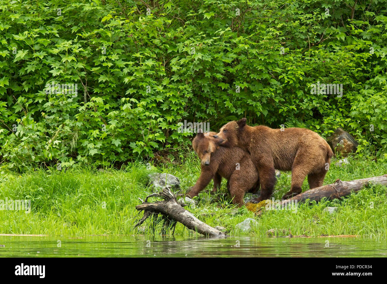 L'ours grizzli l'accouplement dans la forêt pluviale de Great Bear, en Colombie-Britannique, Canada Banque D'Images