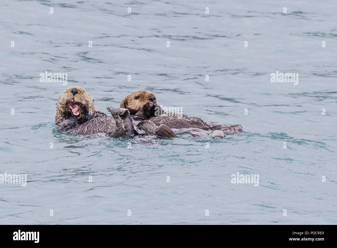 Une paire de loutres de mer (Enhydra lutris) ou dans l'eau au large de Valdez (Alaska) Banque D'Images