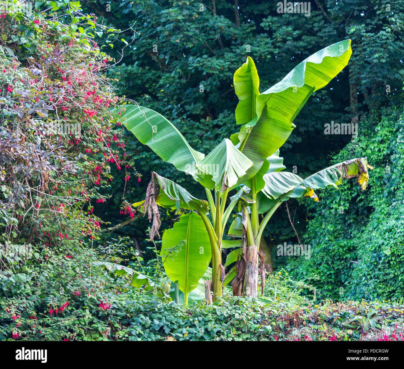 Musa, banane plante poussant dans un jardin en Irlande Banque D'Images