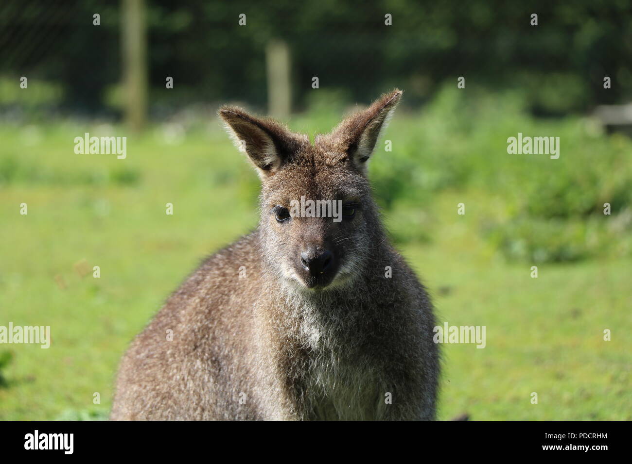 Le wallaby à l'avant, ce wallaby était dans un arboretum dans Yorkshire du Nord. Banque D'Images