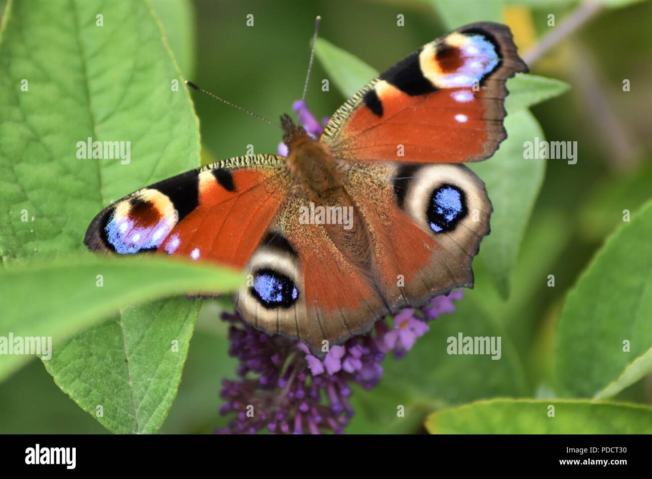 Un beau papillon Paon Lilas d'été repose sur Banque D'Images