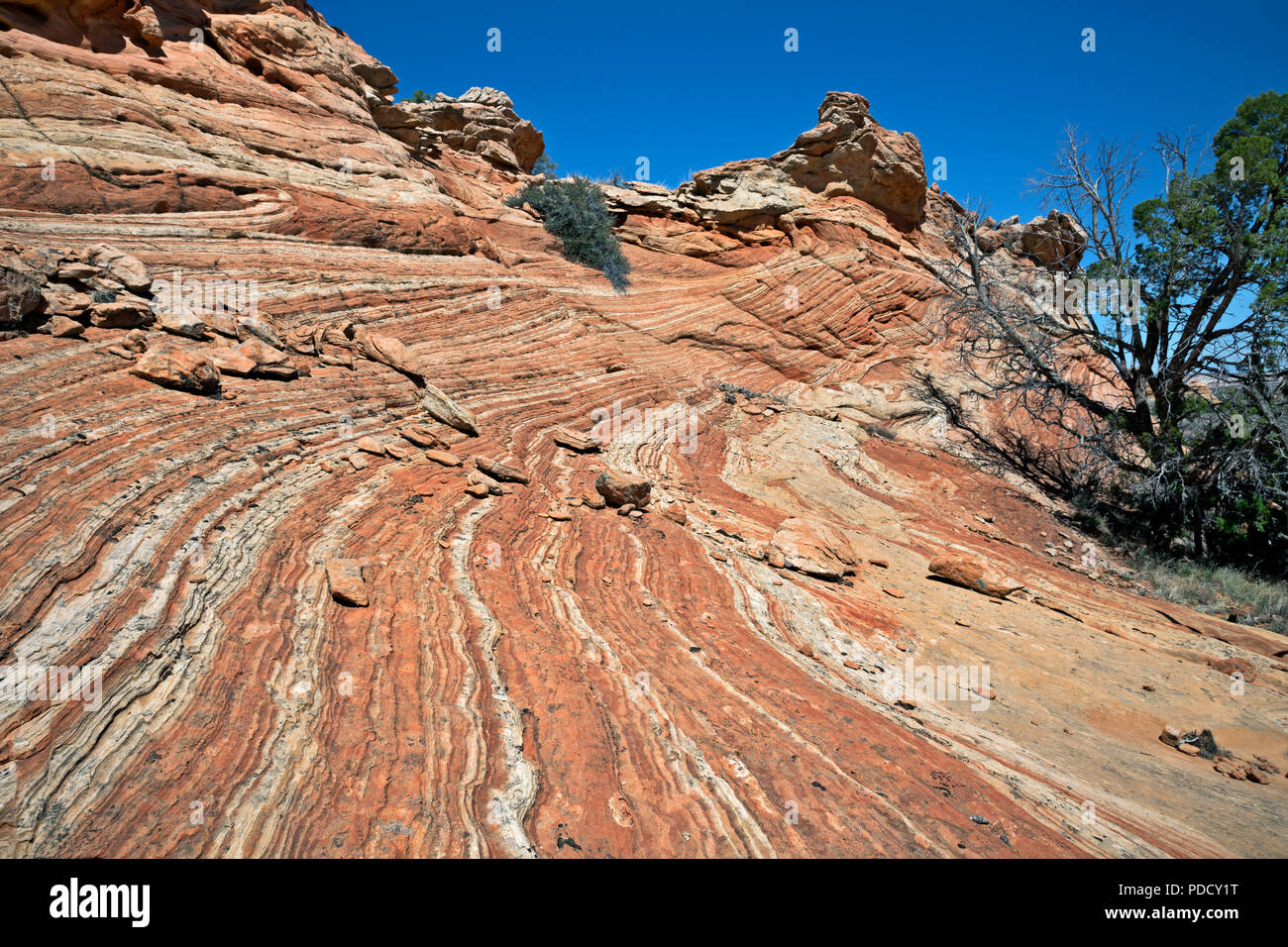 AZ00228-00...ARIZONA - couches exposées sur une colline dans la zone du capot de la Cottonwood Coyote Buttes South section zone de permis dans le Paria Canyon - Banque D'Images
