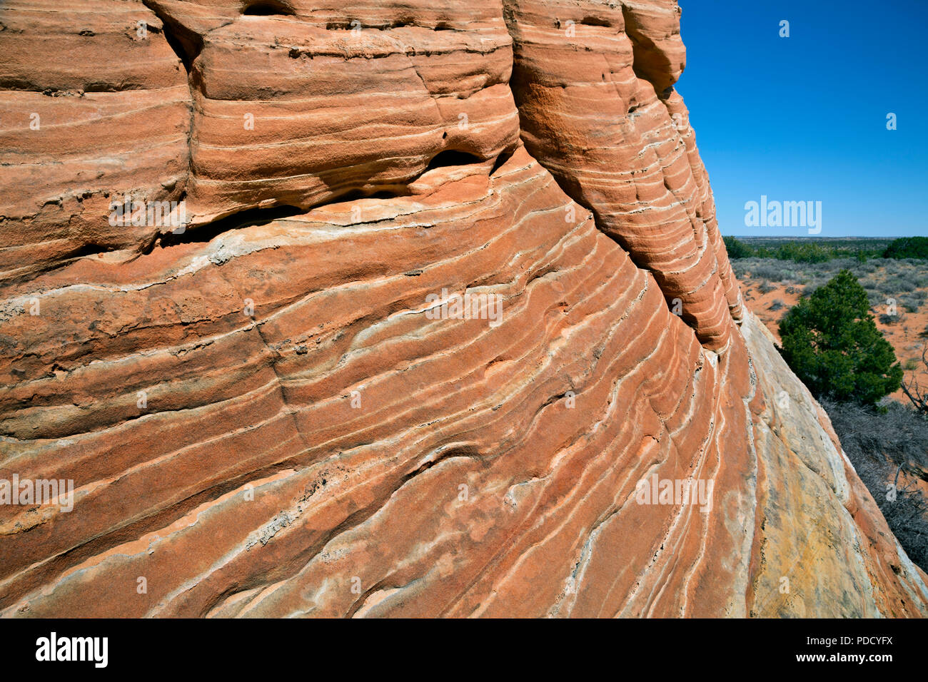 AZ00239-00...ARIZONA - couches contrastées dans les buttes de grès trouvés dans le Coyote Buttes South zone de permis de la Paria Canyon - Vermilion Cliffs Banque D'Images