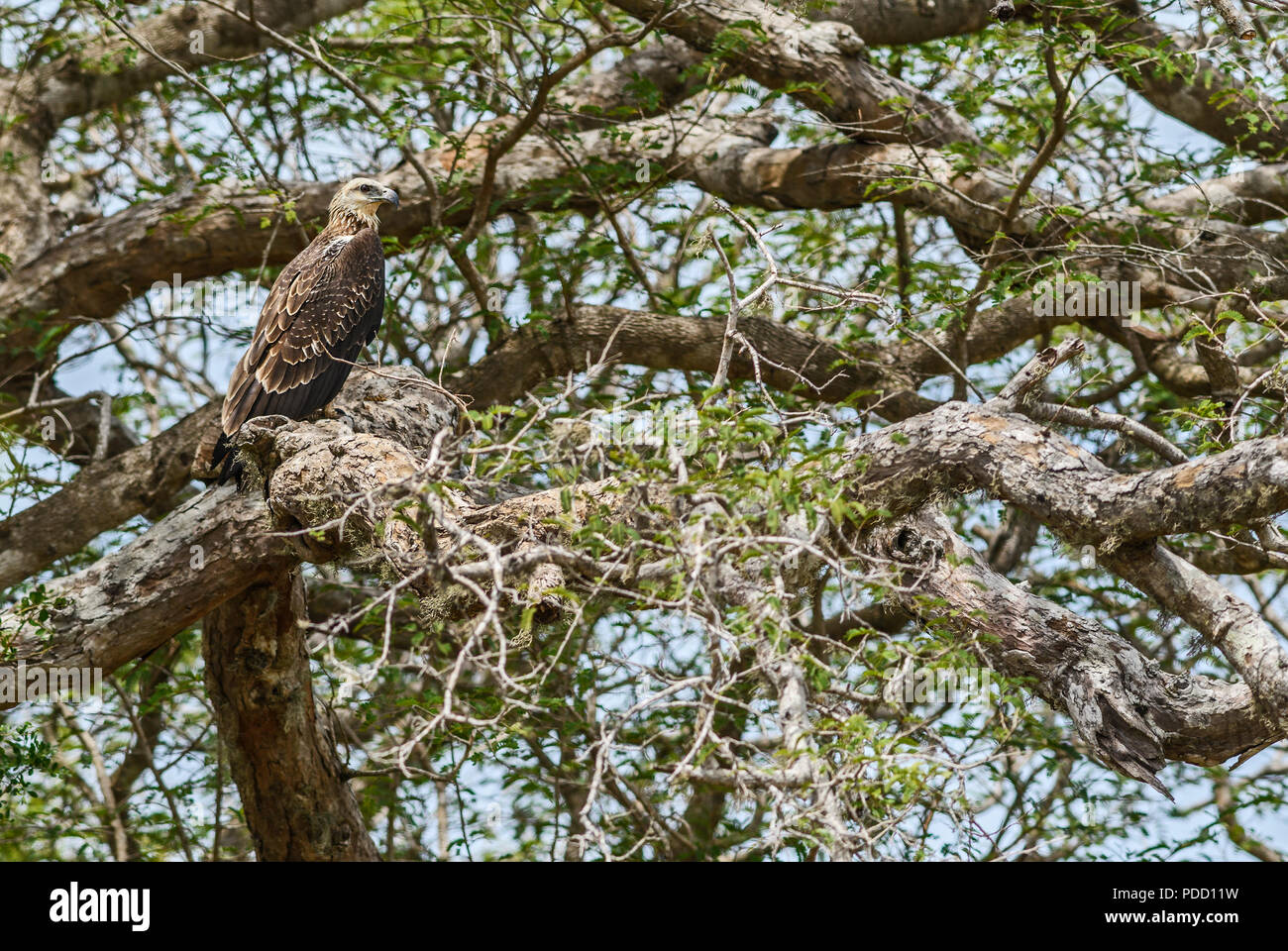 Poisson à tête grise Ichthyophaga ichthyaetus-eagle - grand, brun et gris eagle à Woodlands et les eaux douces d'Asie, Sri Lanka. Banque D'Images