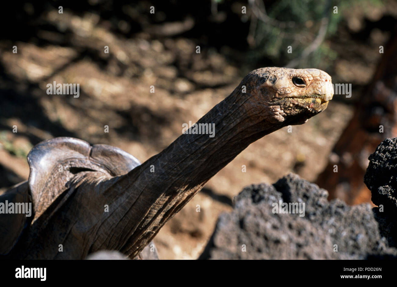 Tortue géante sauvages sur les terres agricoles à l'île de Santa Cruz, Galapagos Islands Banque D'Images