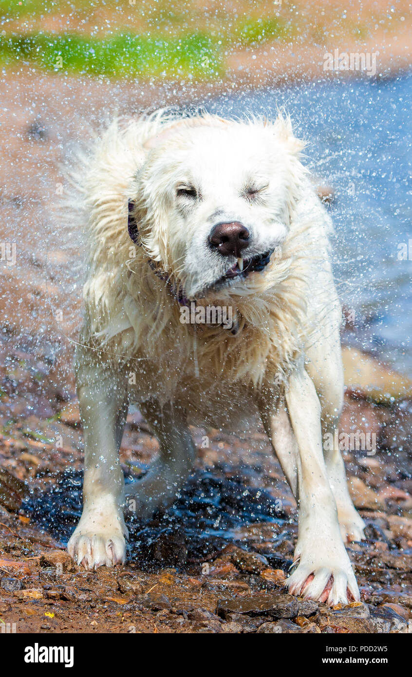 Golden Retriever Harvey 17months Météo, vague de chaleur, Harlaw Reservoir, Pentland Hills, Édimbourg Banque D'Images