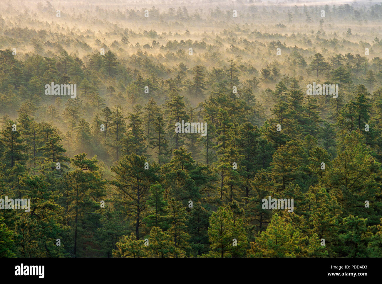 Le lever du soleil, la forêt Pinelands National Reserve, NJ pine barrens, forêt de pins Banque D'Images