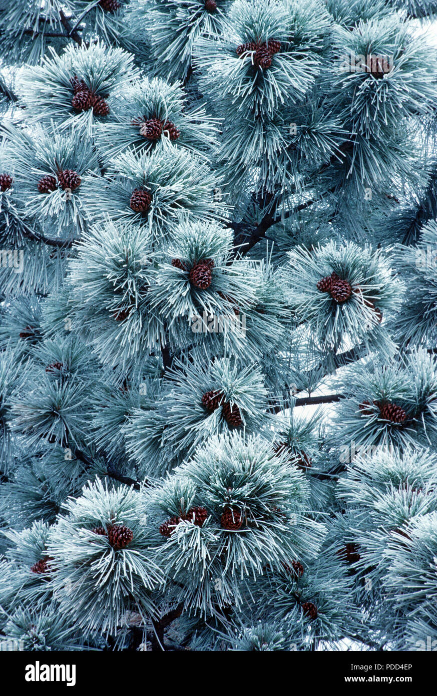 Aiguilles et d'écorce givrée du pin, Pinus ponderosa, l'ouest du Montana Banque D'Images