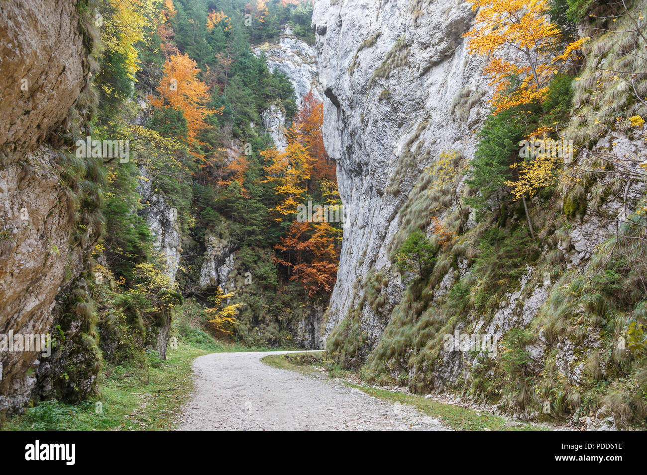Paysage d'une route de montagne avec mur raide et arbres multicolores en automne 24, Brasov, Roumanie Banque D'Images