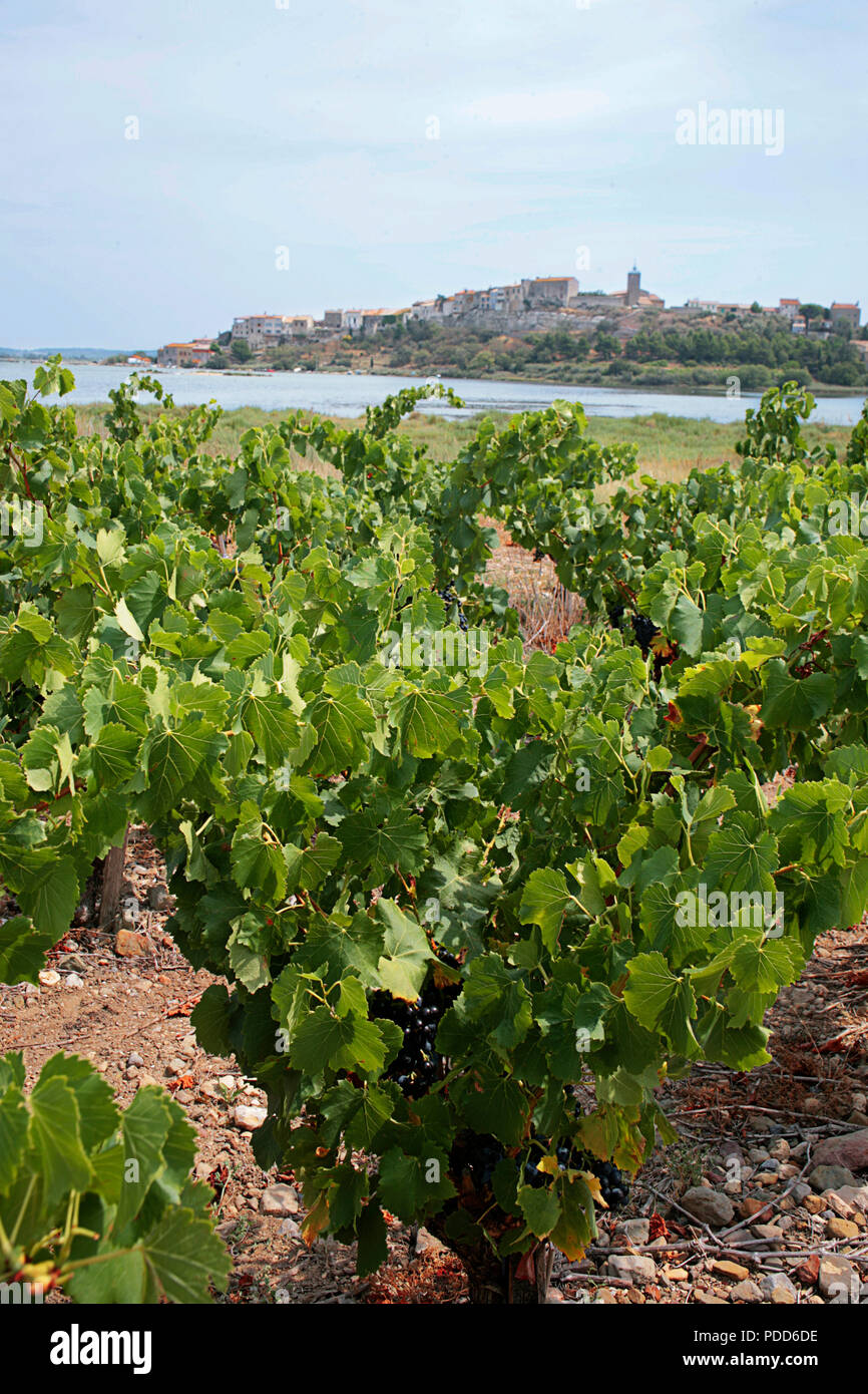 Vue générale de Bages, Aude, Occitanie, France, à partir d'un vignoble à proximité Banque D'Images
