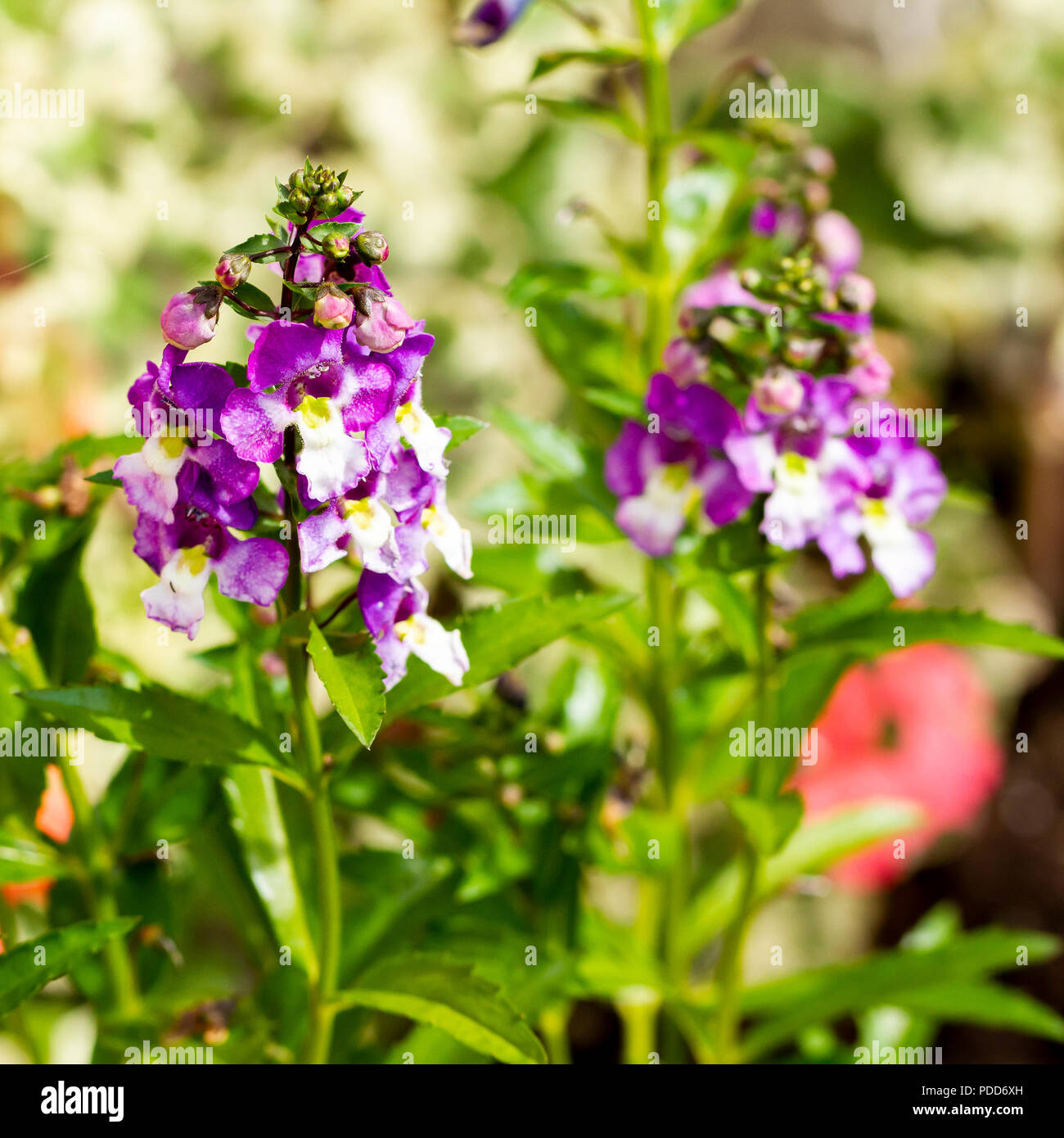 En été, la floraison des plantes Angelonia, Dorset, UK Banque D'Images