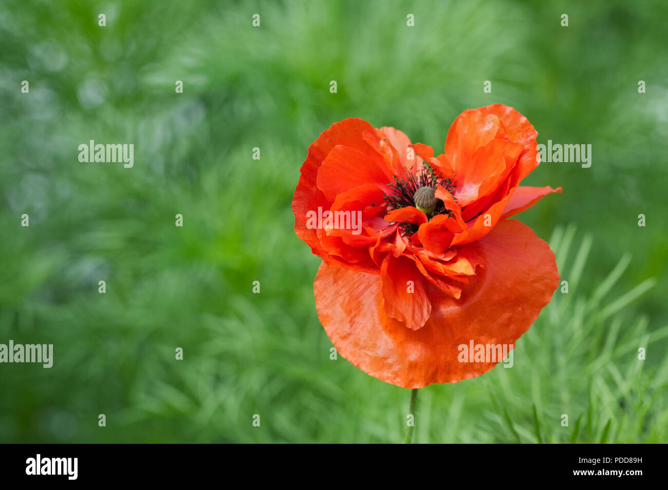 Papaver rhoeas flower. Champ rouge coquelicot. Banque D'Images