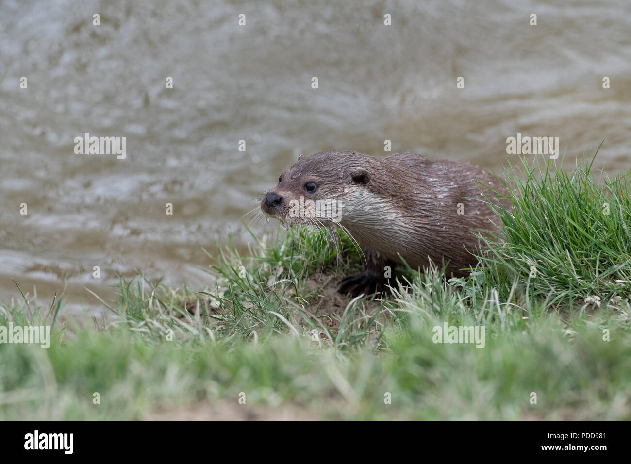 - Loutre Lutra lutra. Au printemps. Uk Banque D'Images