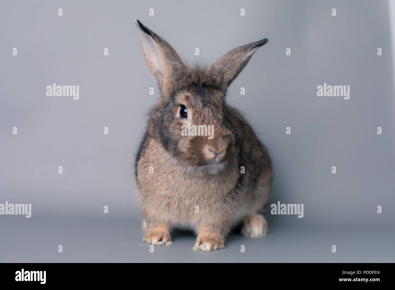Bebe Lapin Banque De Photographies Et D Images A Haute Resolution Alamy