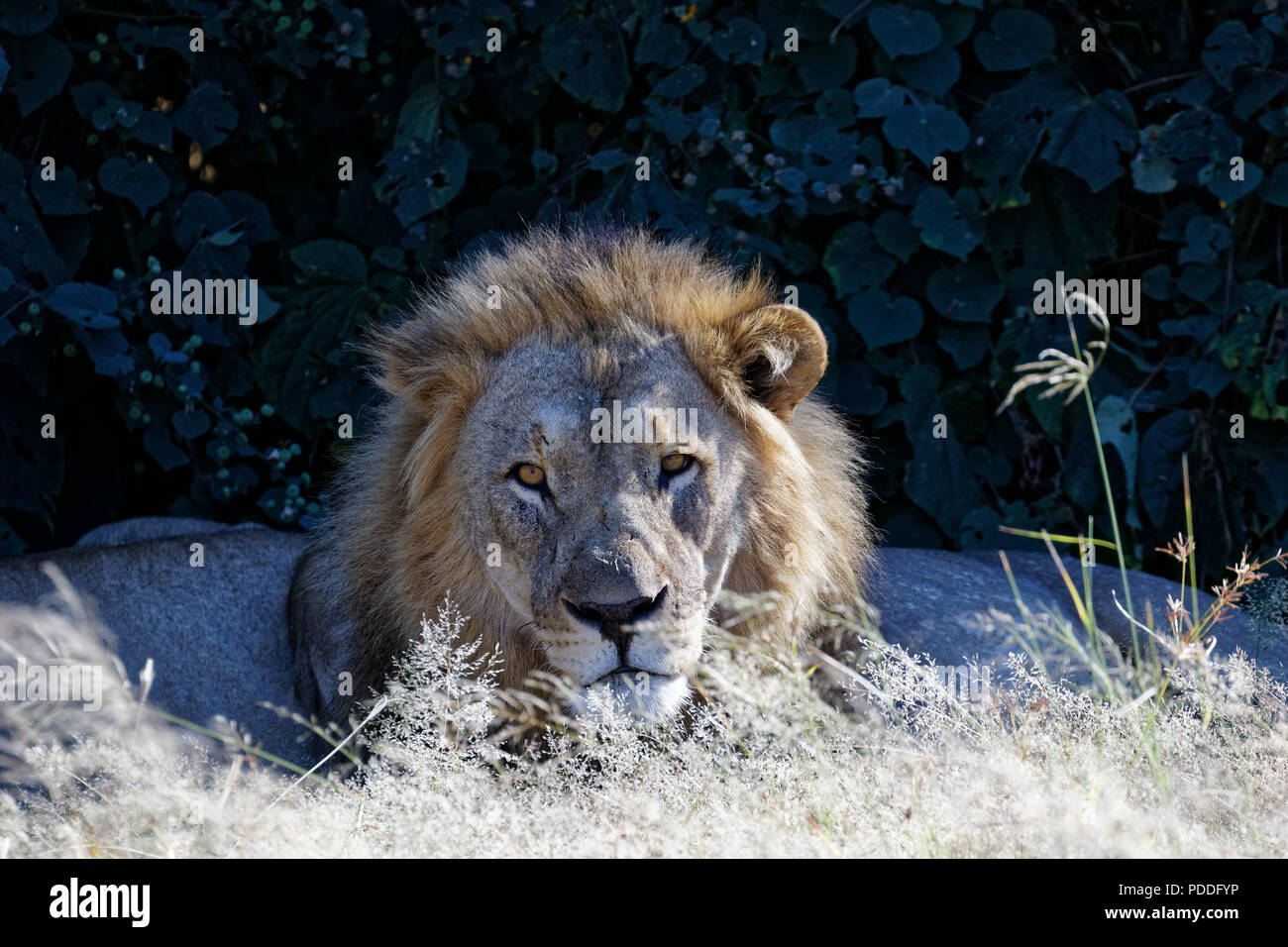 Lion mâle garde pendant que la famille dort. Gardant un œil méfiant sur nous les touristes, Etosha National Park, Namibie Banque D'Images
