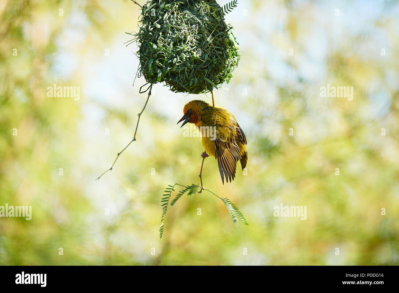 Cape Weaver bird in Camel Thorn Tree Banque D'Images