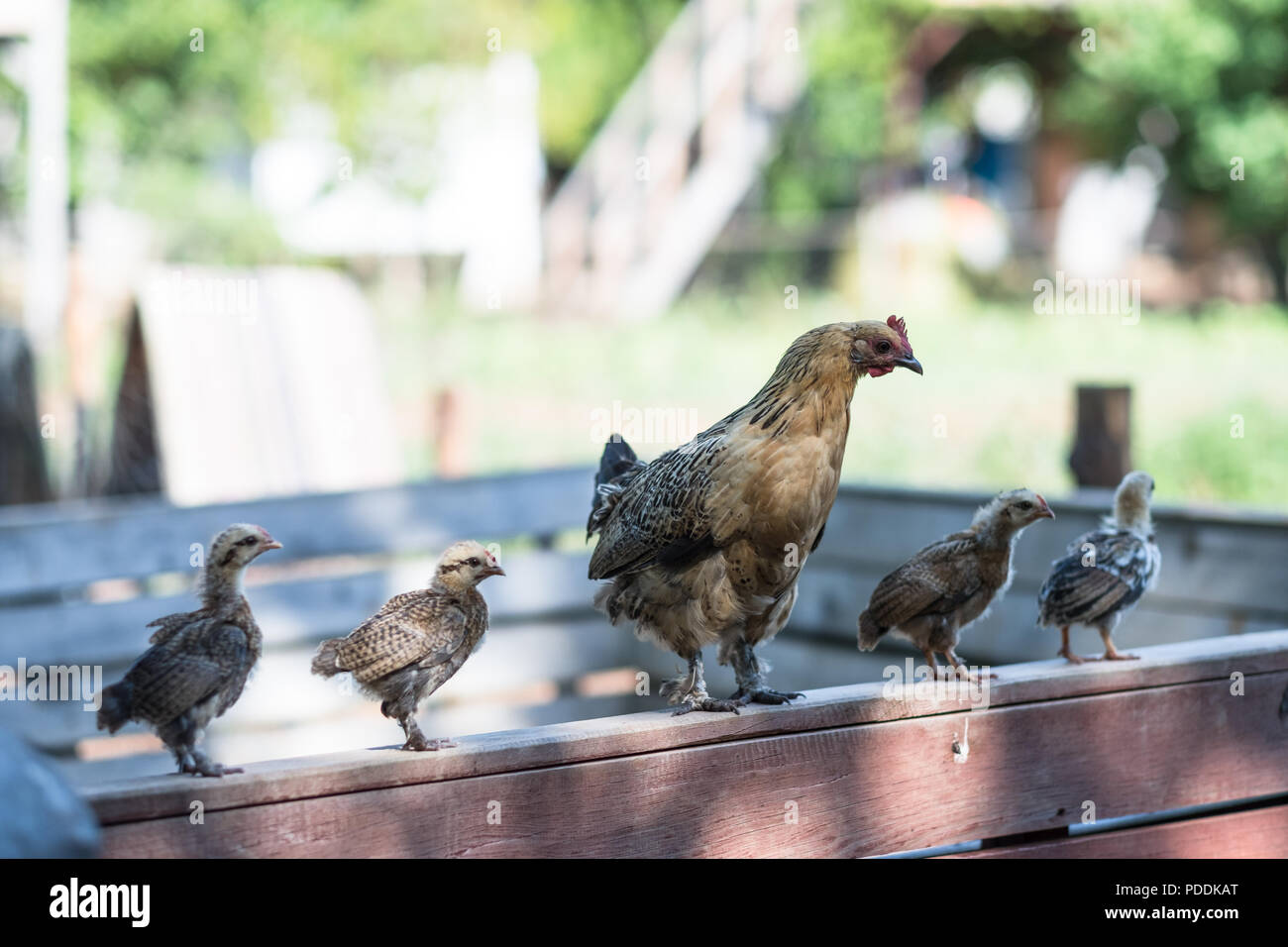 La mère poule et ses poulets nouvellement éclos Banque D'Images