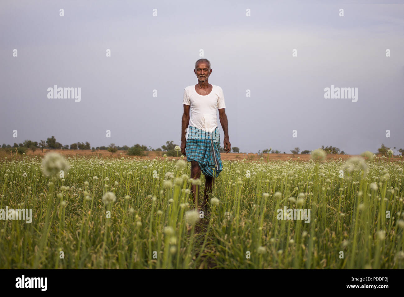 Les agriculteurs indiens, debout au milieu des champs d'oignons. La vie de l'Inde rurale, premier agriculteur en costume traditionnel. Banque D'Images