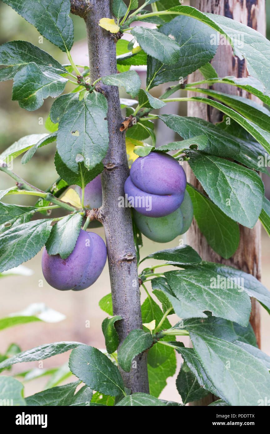 Prunus domestica 'Guinevere'. Plum 'Guinevere'. Banque D'Images