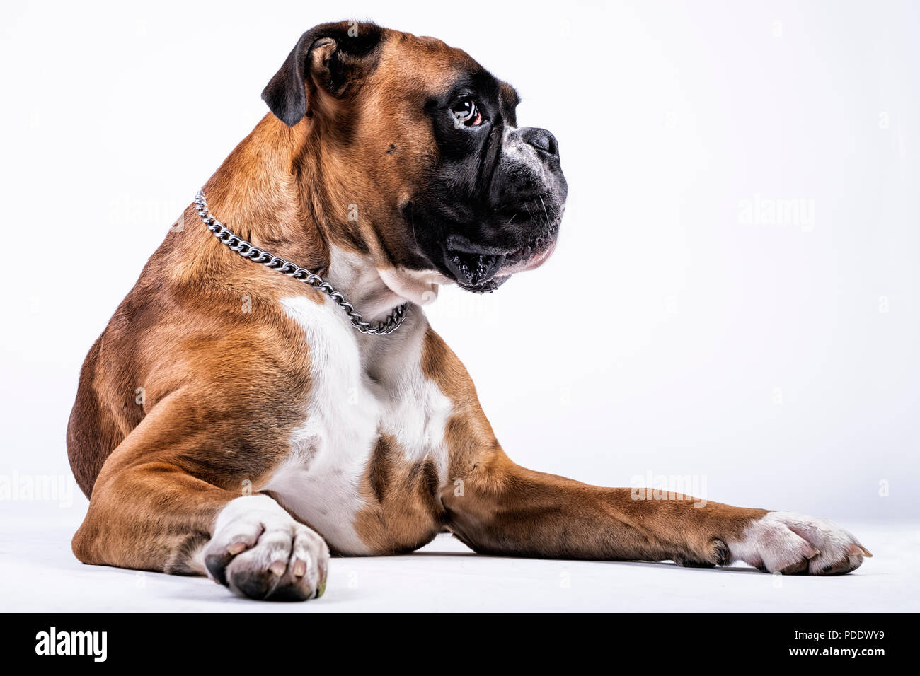 Boxer dog sitting with regard amusé Banque D'Images