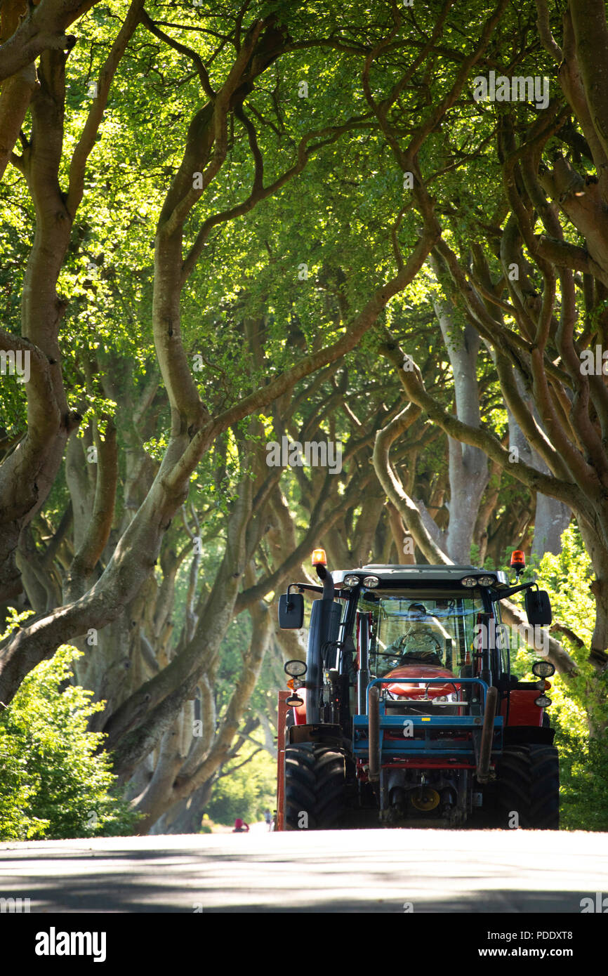Un tracteur passe par un auvent de frênes savoir que l'Obscurité Hedges Banque D'Images