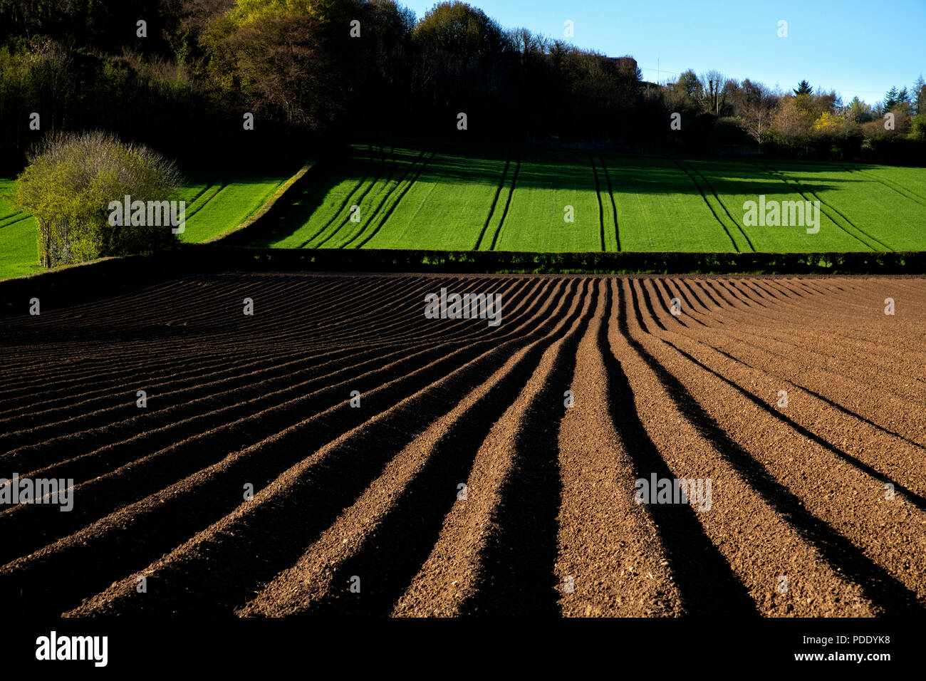 Champs Labourés au début du printemps Banque D'Images