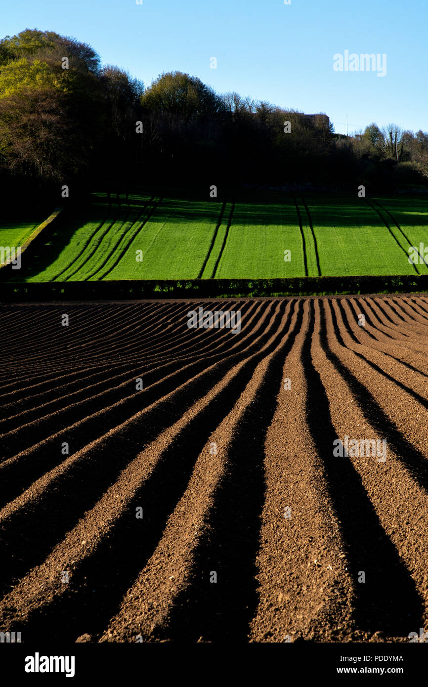 Champs Labourés au début du printemps Banque D'Images