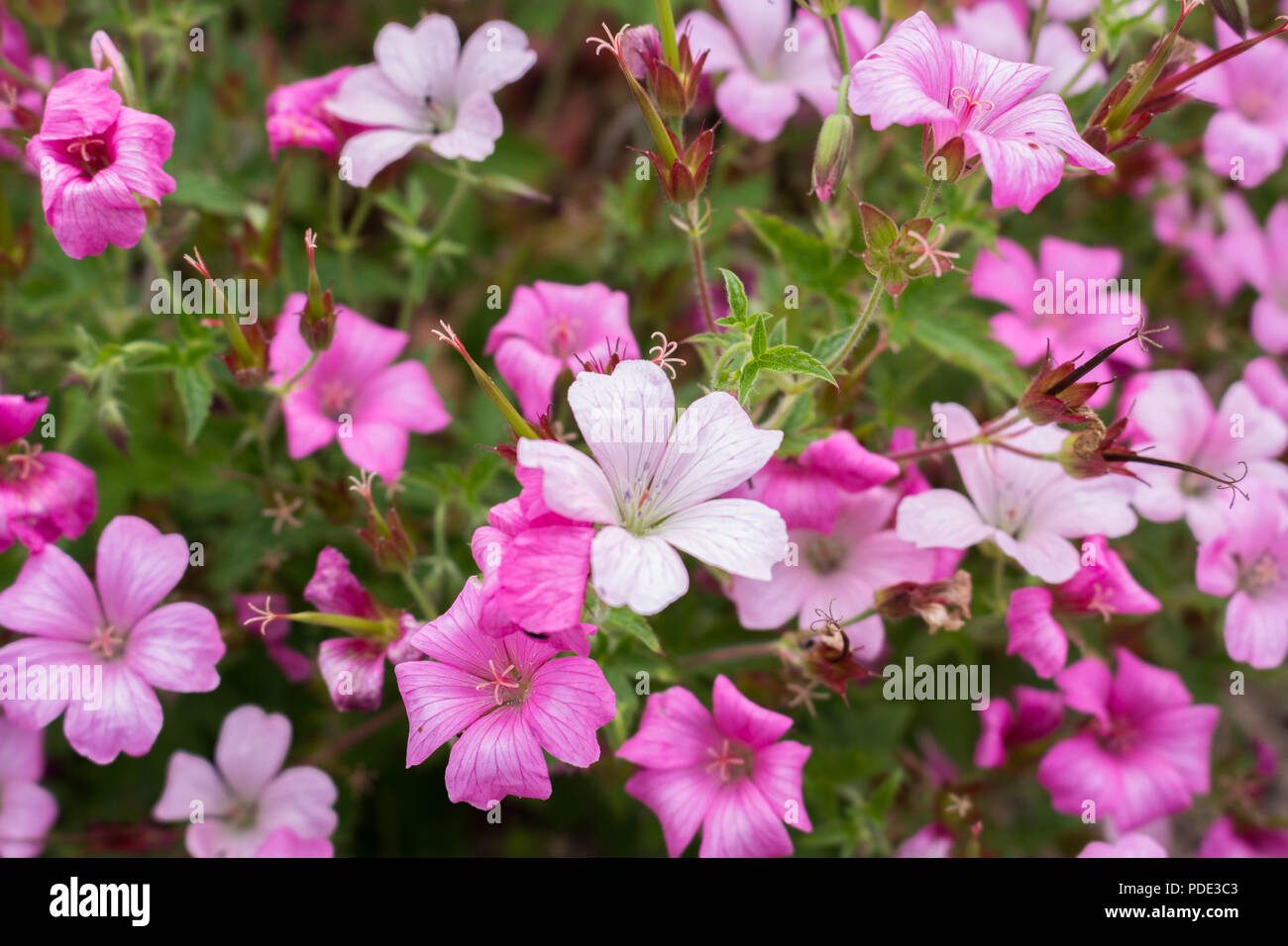 Géraniums roses et blanches dans le jardin Banque D'Images