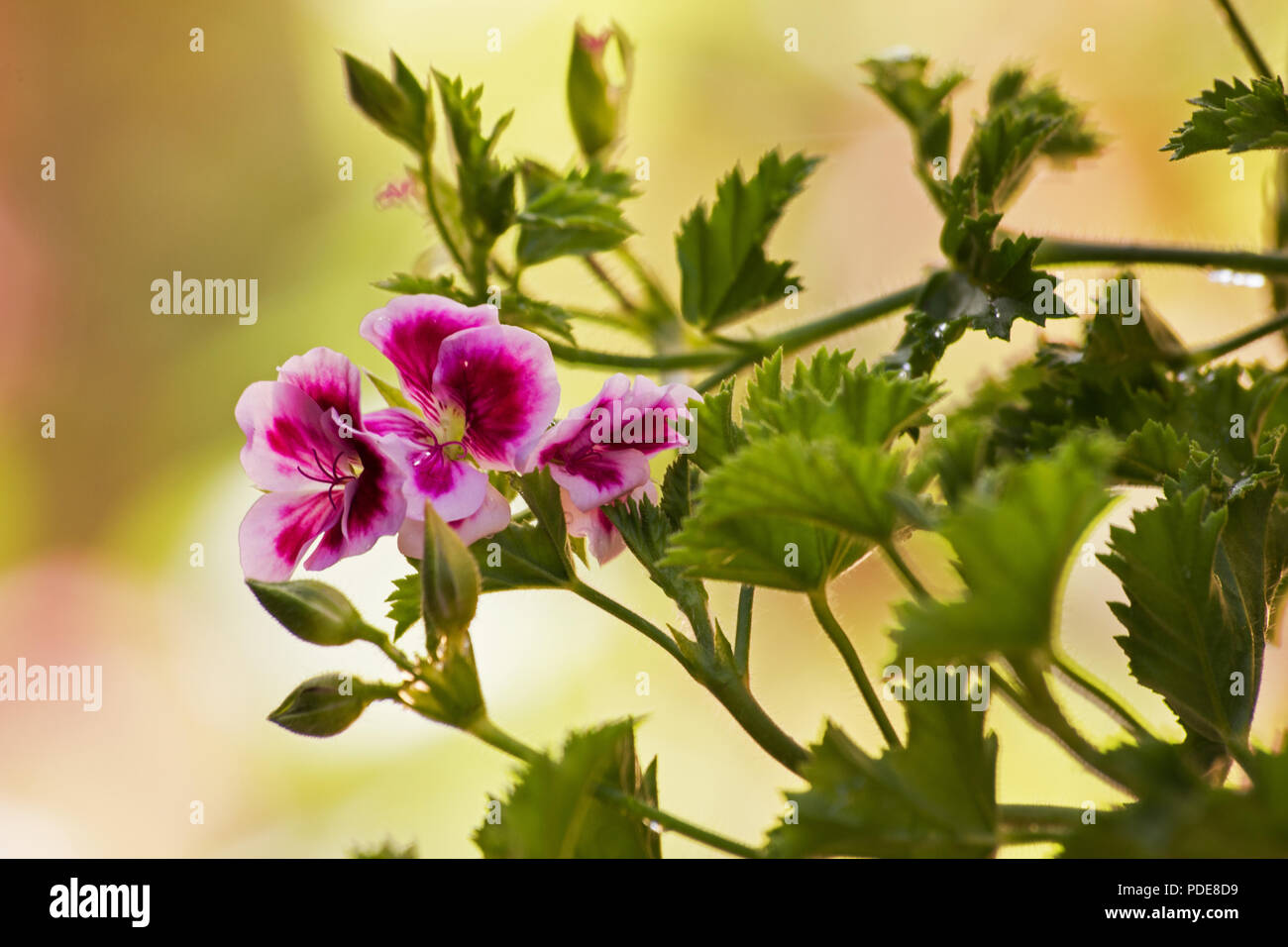 Pelargonium orsett plante et fleur sur fond naturel Banque D'Images