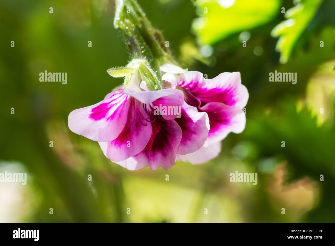Pelargonium orsett plante et fleur sur fond naturel Banque D'Images