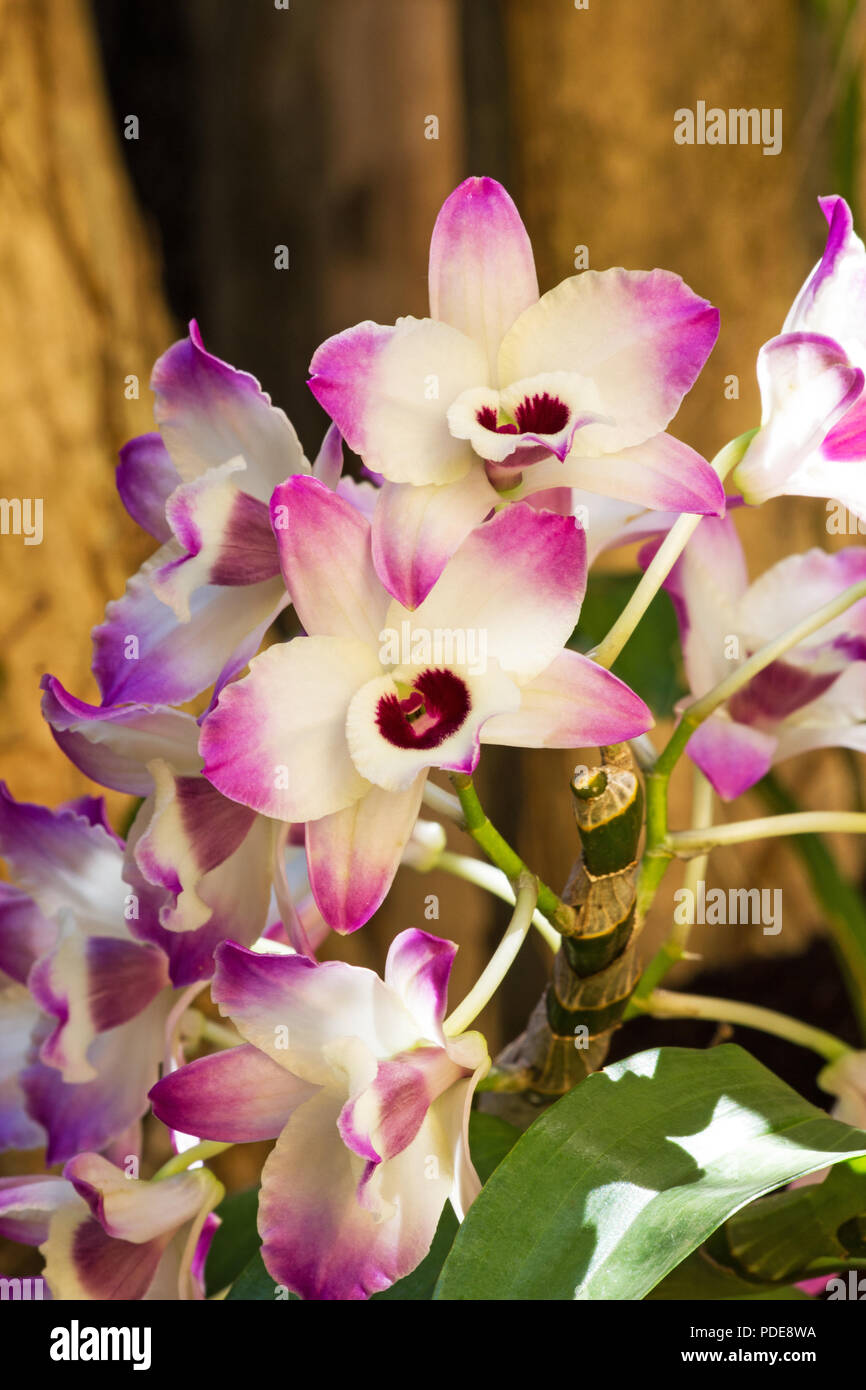 Orchidée Dendrobium nobile) en fleurs sur un arbre Photo Stock - Alamy