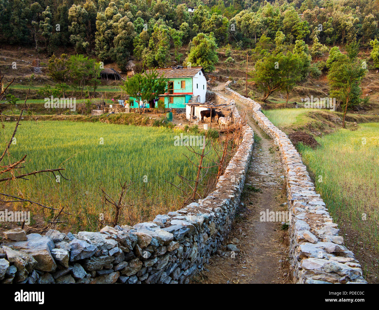 Kala Agar, village collines Kumaon, Uttarakhand, Inde Banque D'Images