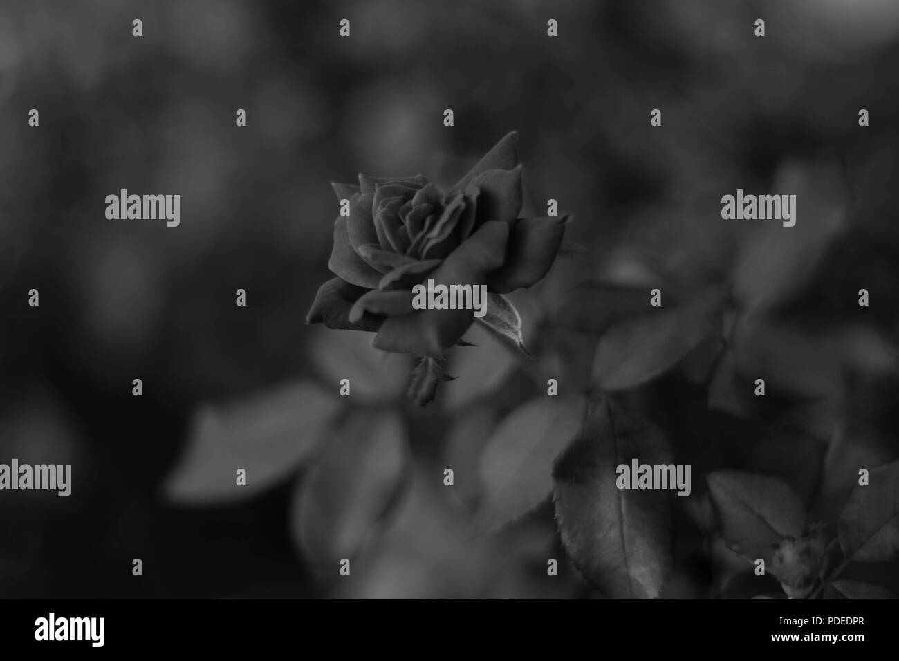 Rose Noire Banque D'Images