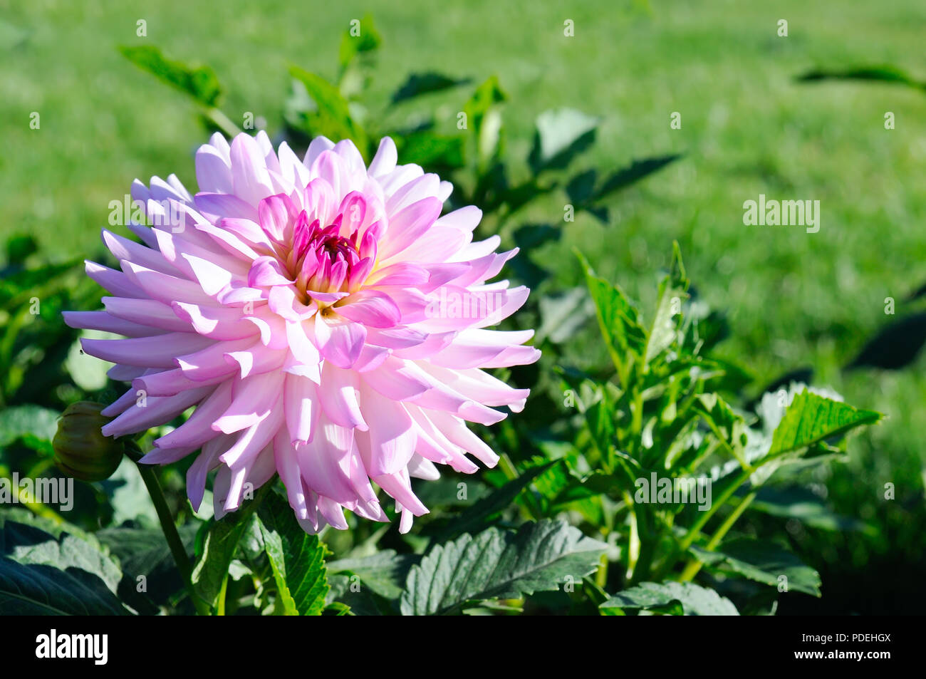 Dahlia sur fond de fleurs. L'accent sur fleur. Profondeur de champ Banque D'Images