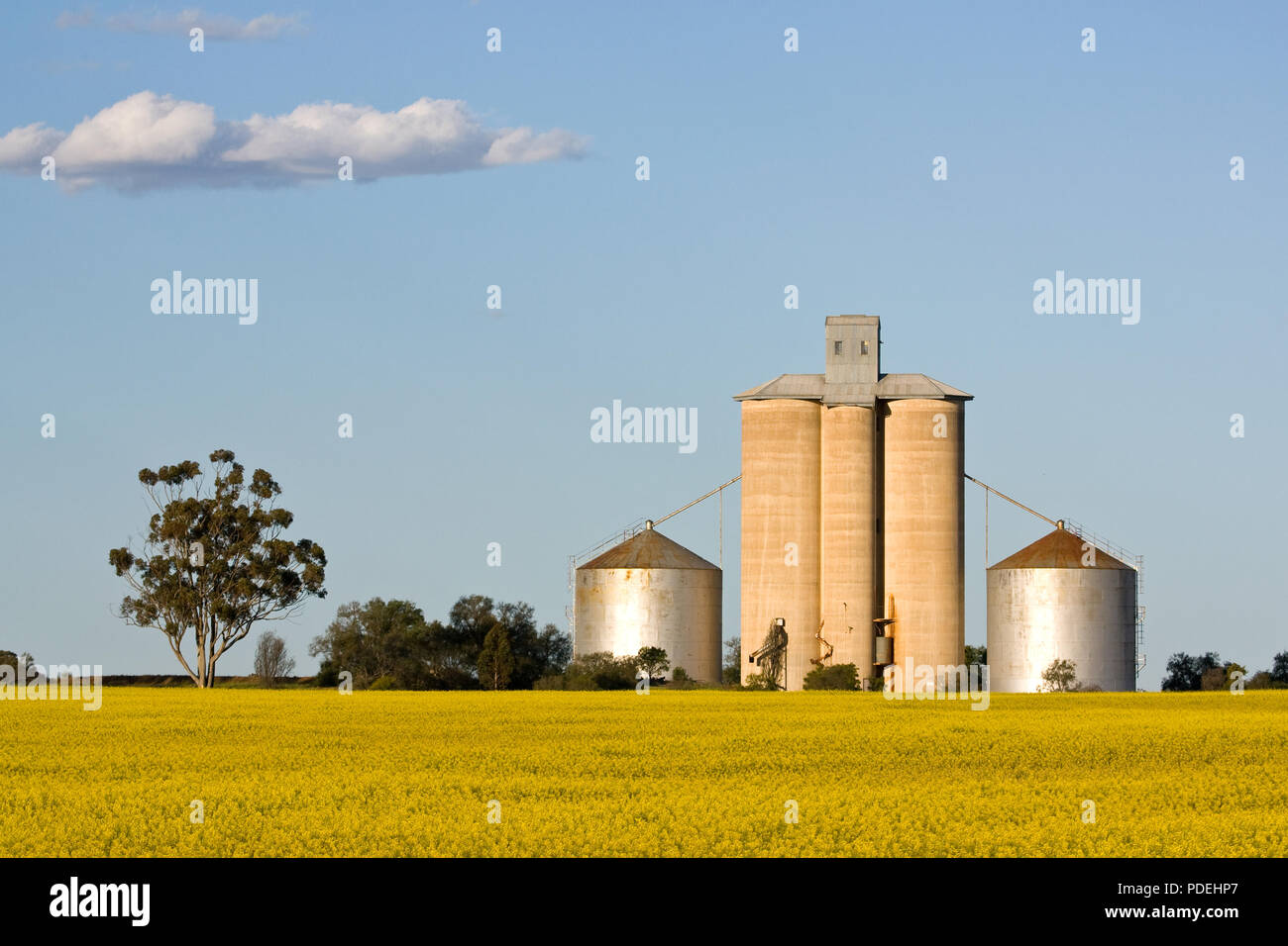 Silo élévateur à grain, région de Wimmera Victoria Australie. Banque D'Images