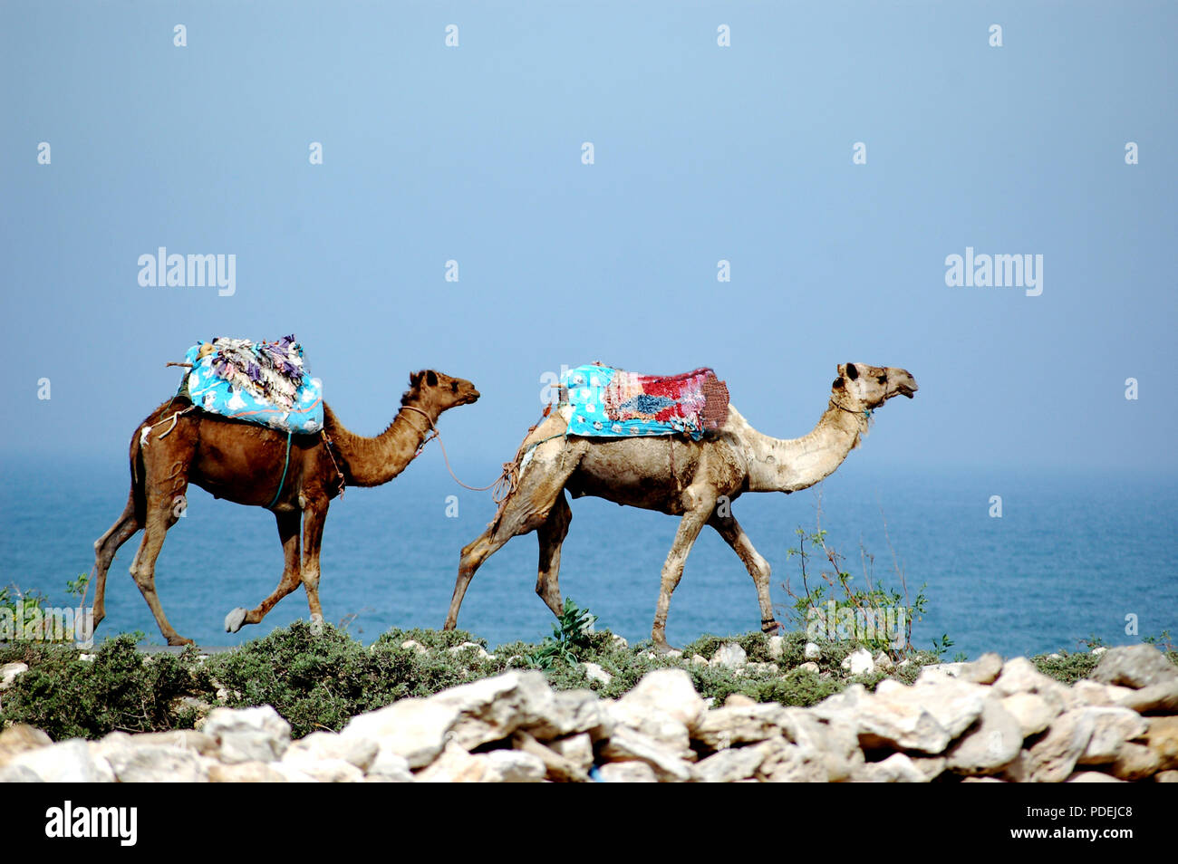 Dromedars transportant leur charge de travail en direction de la plage de Sidi Ifni, Maroc. Banque D'Images