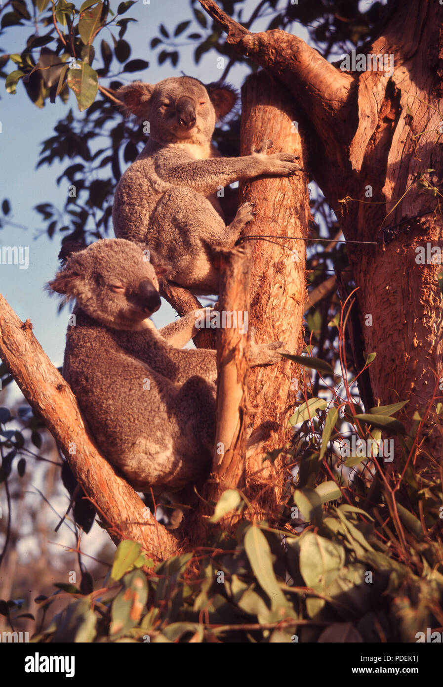 Années 60, deux koalas se reposant dans un arbre, Lone Pine Koala Sanctuary, Brisbane, Australie, le premier et le plus grand Sanctuaire de Koala créé en 1927. Parce que le animial a été chassé pour sa fourrure et son habitat naturel a été détruite par l'agriculture et l'urbanisation, des sanctuaires ont été establised tp protéger l'animal, qui est originaire de l'Australie. Banque D'Images