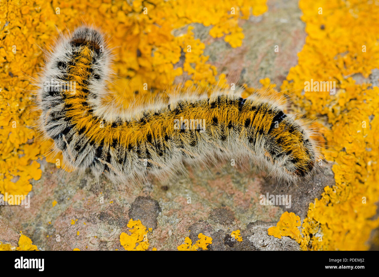 Grass Eggar Moth Caterpillar Banque D'Images