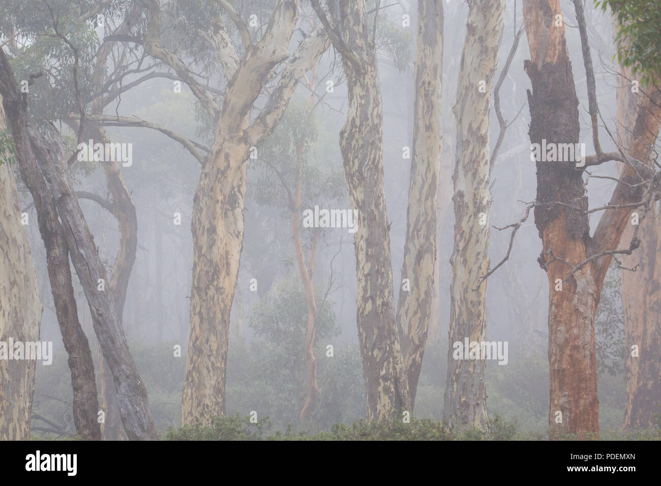 Tôt le matin dans la brume des bois (Eucalyptus wandoo wandoo), de la forêt d'état de Dryandra, Australie occidentale Banque D'Images