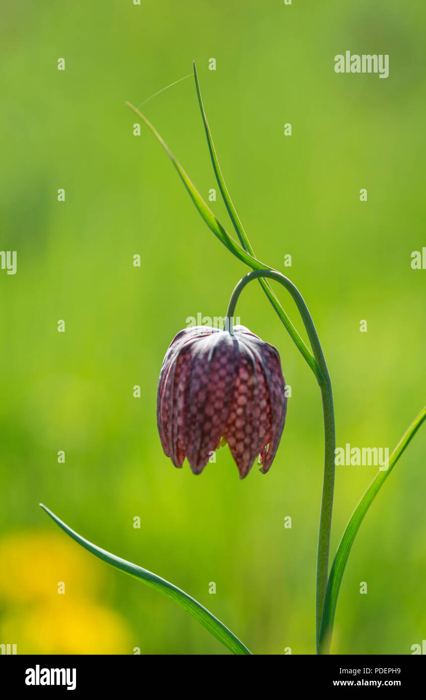 Snakeshead Fritillary : Fritillaria meleagris. Beech Hill, Bucks. UK Banque D'Images