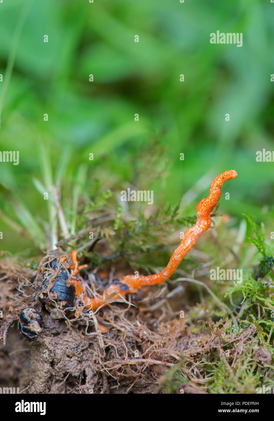 Caterpillarclub écarlate : Champignon Cordyceps militaris. Sussex, UK. Excavation de sol pour montrer caterpillar parasités. Banque D'Images