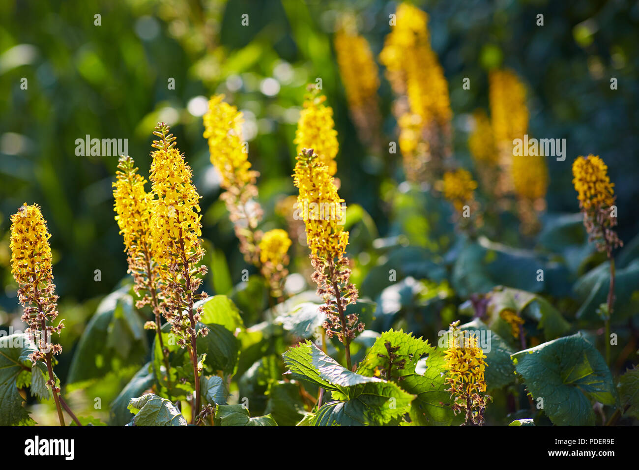 Przewalskii ligulaire plante en fleurs jaunes entre les feuilles vertes illuminée par la fin de l'éclairage sur une chaude journée d'été. Banque D'Images