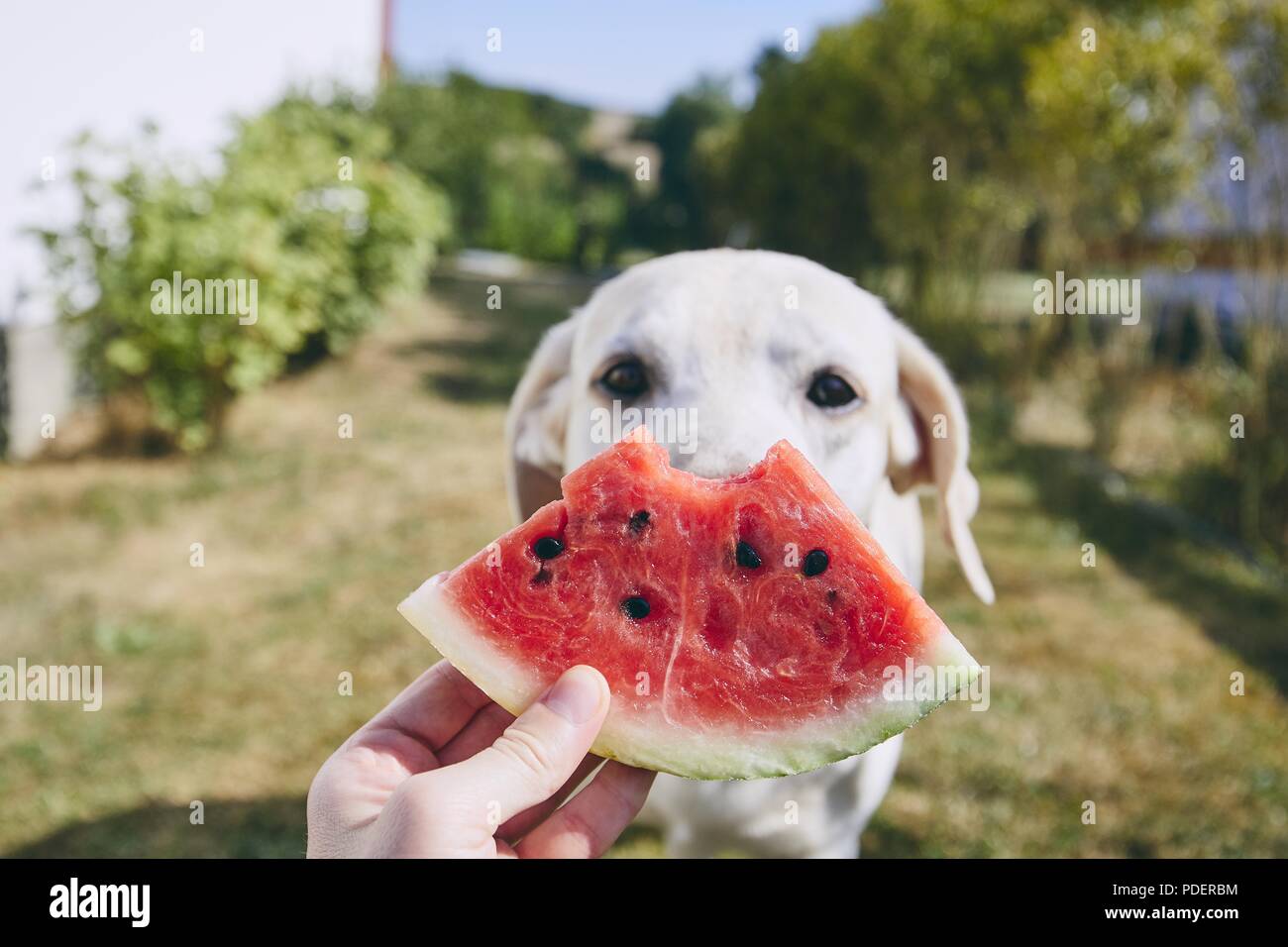 Rafraîchissement d'été sur l'arrière-cour. Close-up of hand holding watermelon contre curieux chien (labrador retriever). Banque D'Images