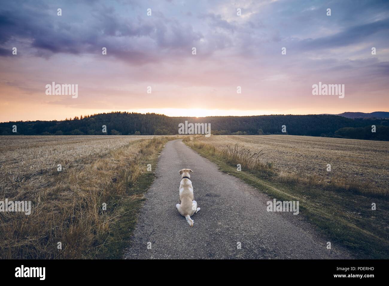 Vue arrière du chien triste. Labrador retriever fidèle attendant sur la route rurale au coucher du soleil. Banque D'Images