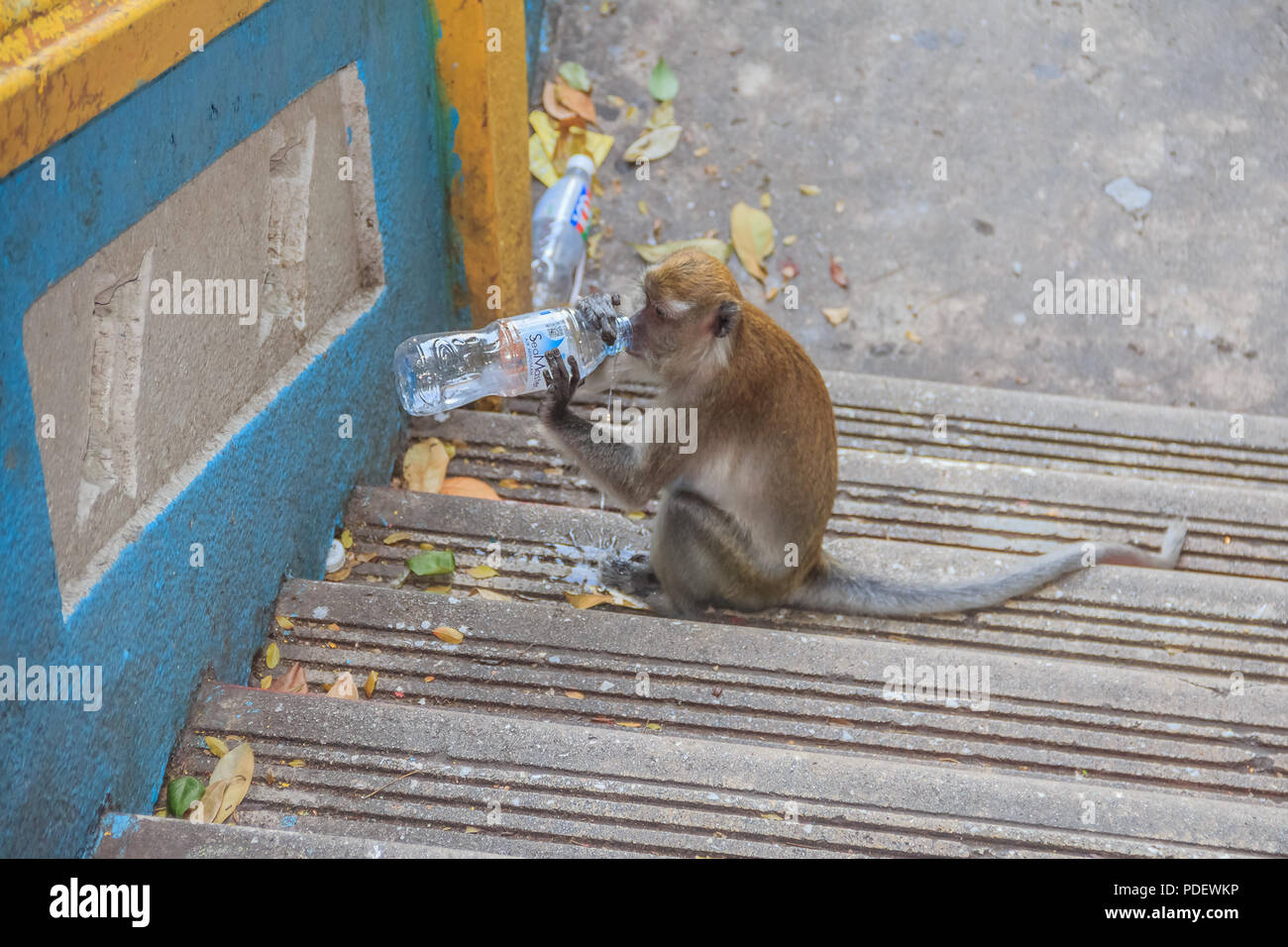 L'eau potable à des singes sauvages les Grottes de Batu Kuala Lumpa Malaisie Banque D'Images