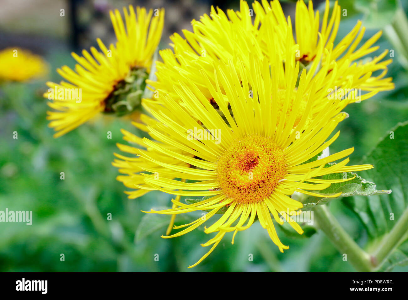 Fleurs jaune vif de grande aunée (Inula helenium), une plante médicinale utilisée pour le traitement de la toux et les maladies pulmonaires Banque D'Images