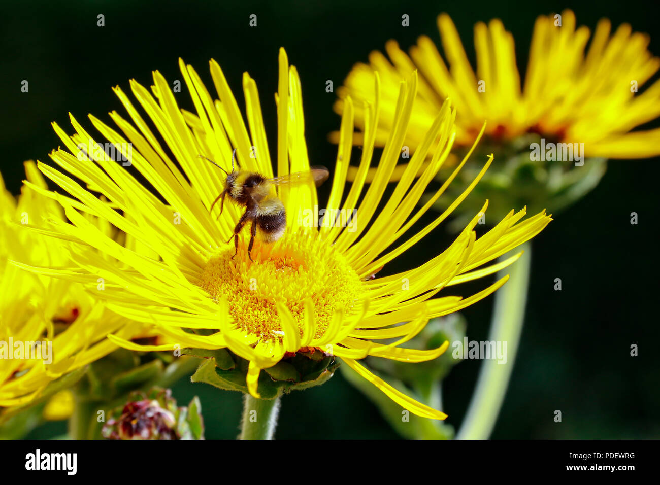 Bee planant au-dessus de fleurs jaune vif de grande aunée (Inula helenium), une plante médicinale utilisée pour le traitement de la toux et les maladies pulmonaires Banque D'Images