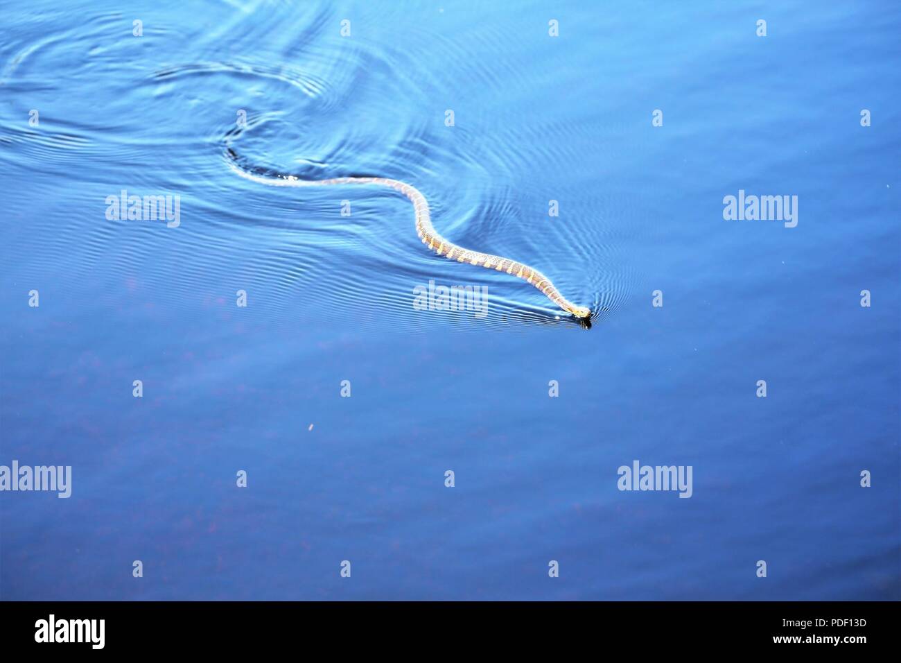 La couleuvre d'une piscine est illustré dans le Nord Flowage Lake le 15 mai 2018, à Fort McCoy, Wisconsin (Etats-Unis) Plusieurs espèces de serpents sont trouvés sur l'installation. Gestion de la faune à Fort McCoy est complétée par la Direction des travaux publics Division de l'Environnement Direction générale des ressources naturelles. Banque D'Images