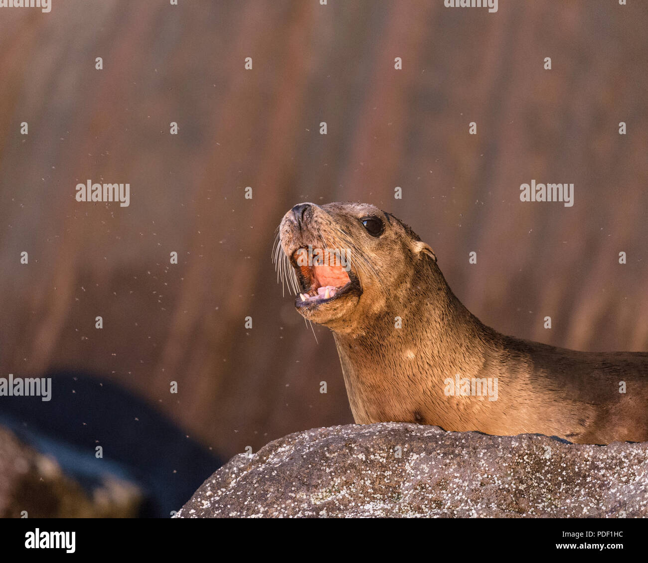 Les jeunes de Californie, Zalophus californianus, entouré par les insectes, l'Isla San Pedro Martir, Baja California, Mexique. Banque D'Images